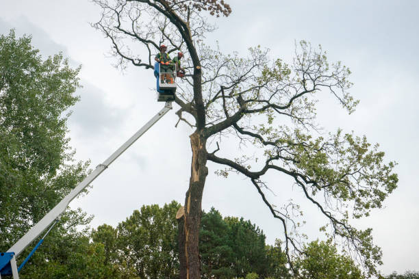 Best Tree Care Services  in Dahlgren, VA